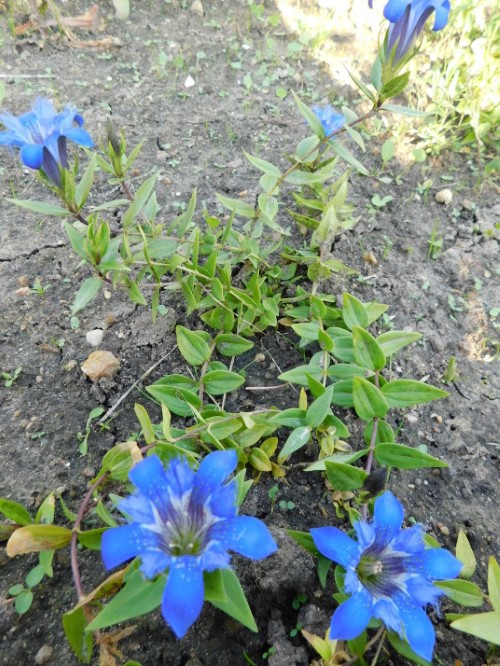 Горечавка Колаковского