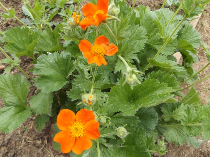 Гравилат ярко-красный