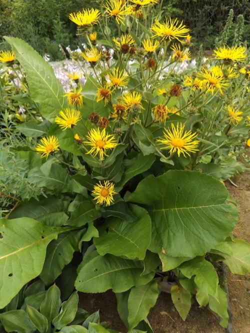 Девясил Ройла