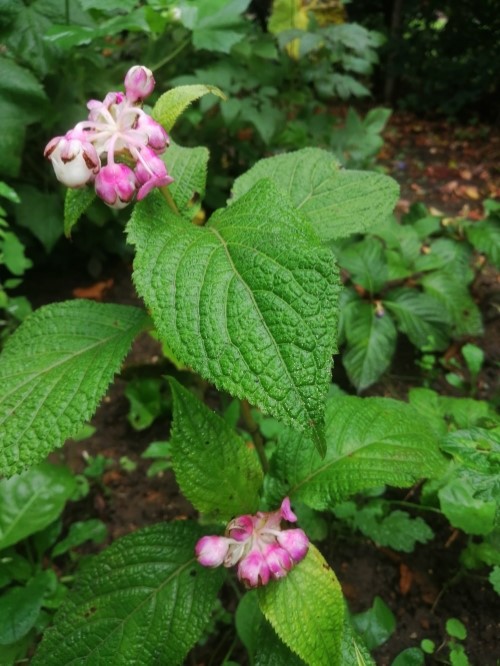 Дейнанте голубая ф. голубая и розовая