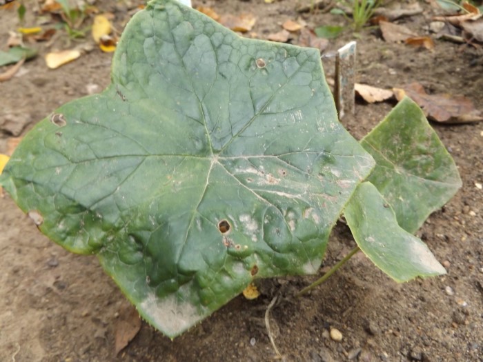 Дисосма (Подофил) многоцветковая