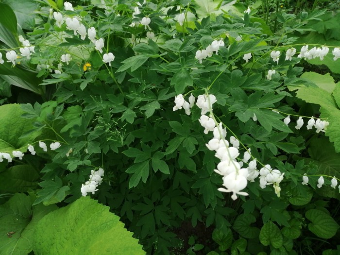 Дицентра видная 