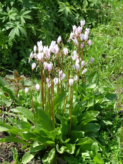 Додекатеон средний Alba