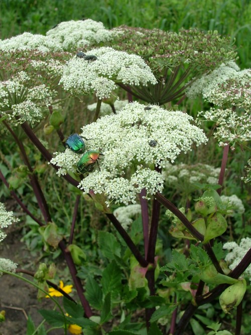 Дудник (Дягиль) лекарственный 