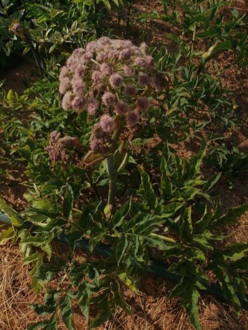 Дудник (Дягиль) гигантский