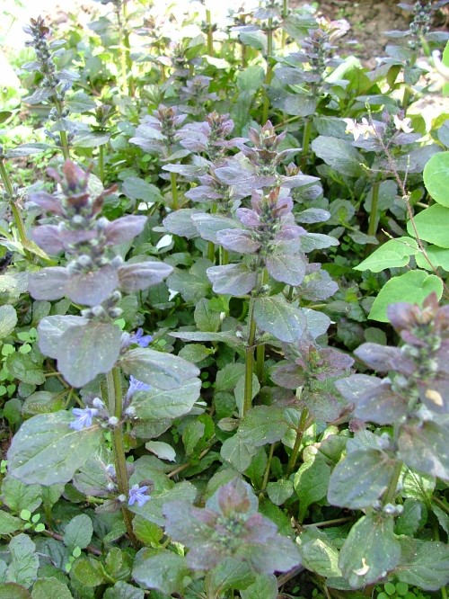 Живучка ползучая