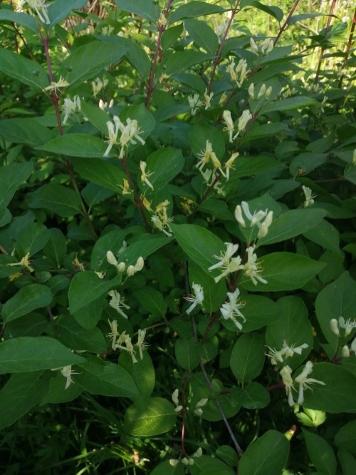 Жимолость Рупрехта