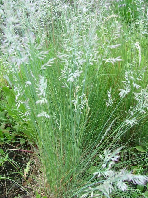 Колерия (Тонконог) жёстколистная