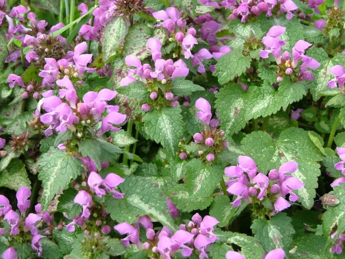 Ламиум гибридный