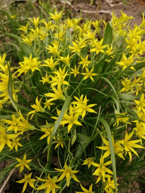 Гусиный лук жёлтый