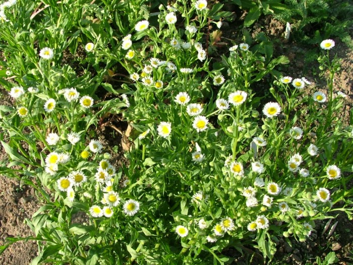 Мелколепестник канадский