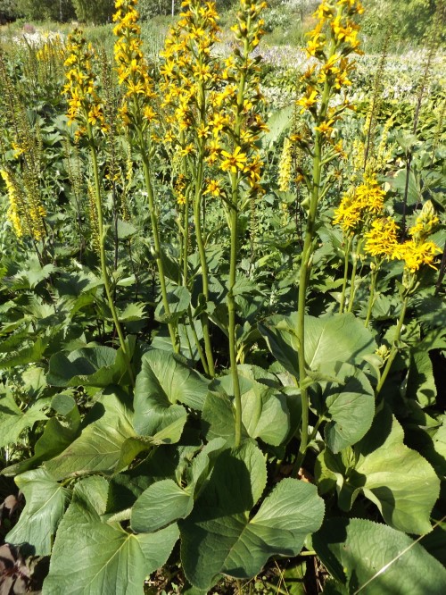 Бузульник Ходжесона