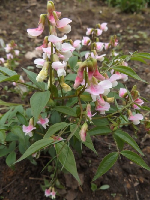 Оробус (Сочевичник) весенний бело-розовый