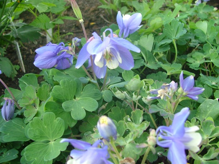 Аквилегия двуцветная