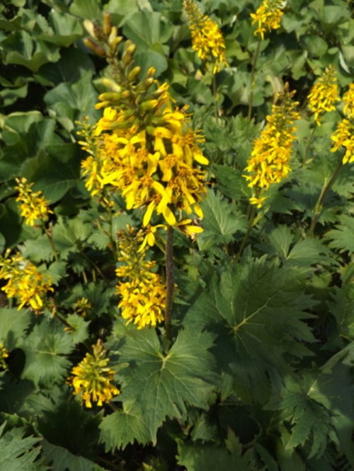 Бузульник ялуинский