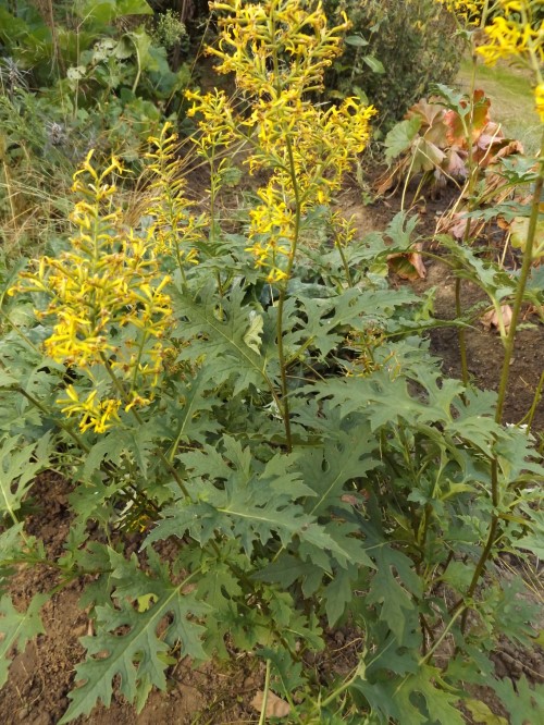 Бузульник (Синокалия) тангутский