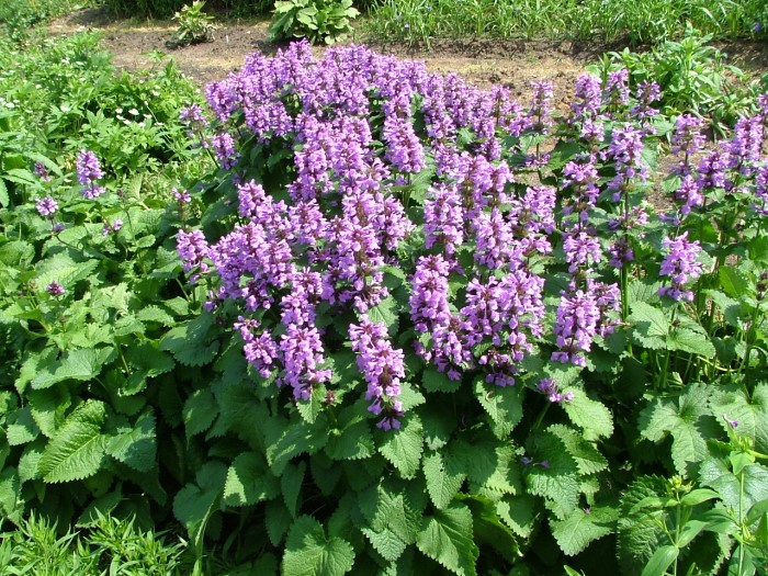 Буквица крупноцветковая