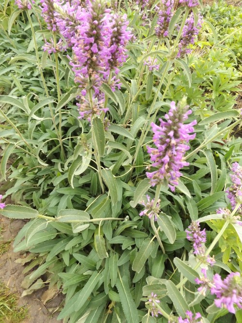 Буквица лекарственная