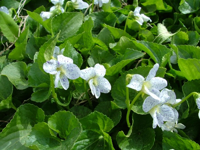 Виола кучная "Freckles"