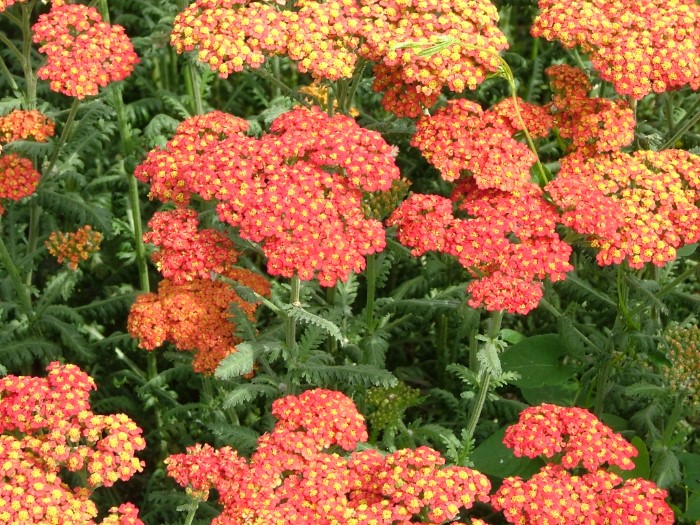 Тысячелистник "Terracota"