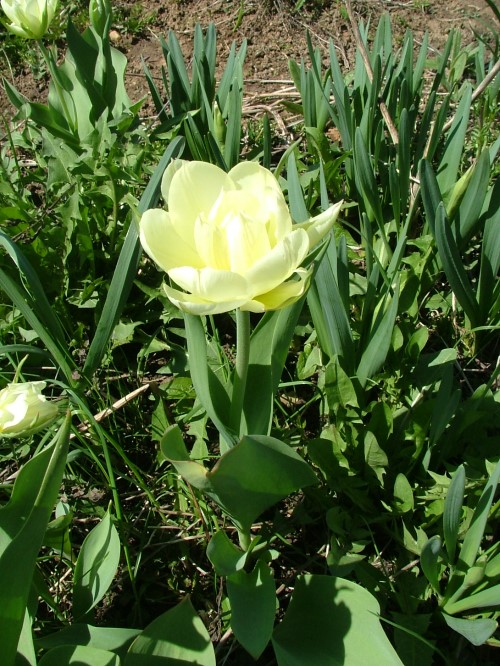 Тюльпан гибридный белый махровый