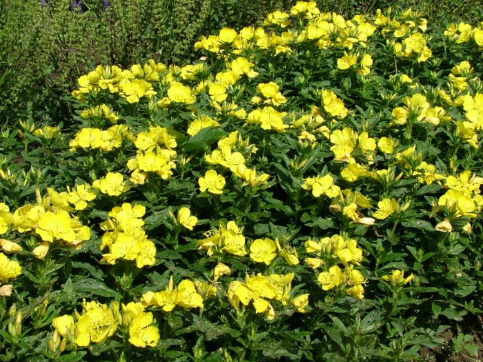 Энотера четырёхгранная