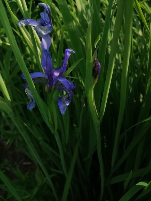 Ирис кавказский 