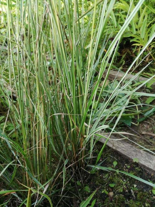 Вейник "Variegata"