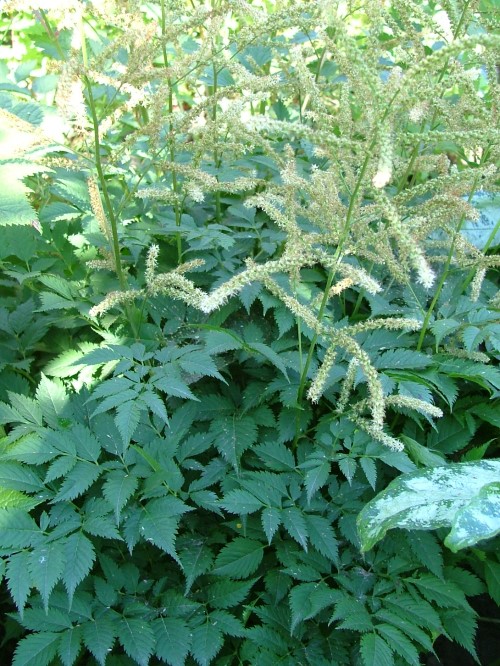 Волжанка S.P.