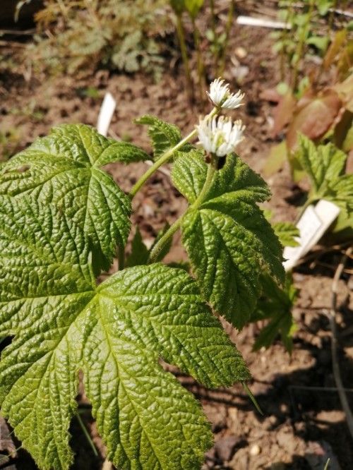 Гидрастис (Жёлтокорень) канадский