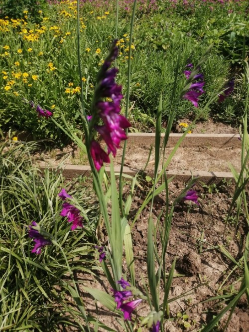 Гладиолус (Шпажник) кровяно-красный