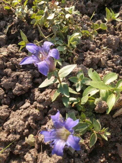 Горечавка нипонская