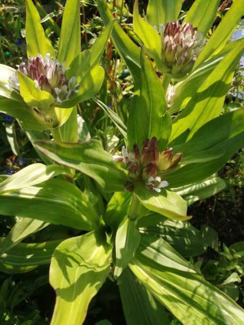 Горечавка тянь-шанская