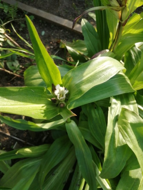 Горечавка тибетская