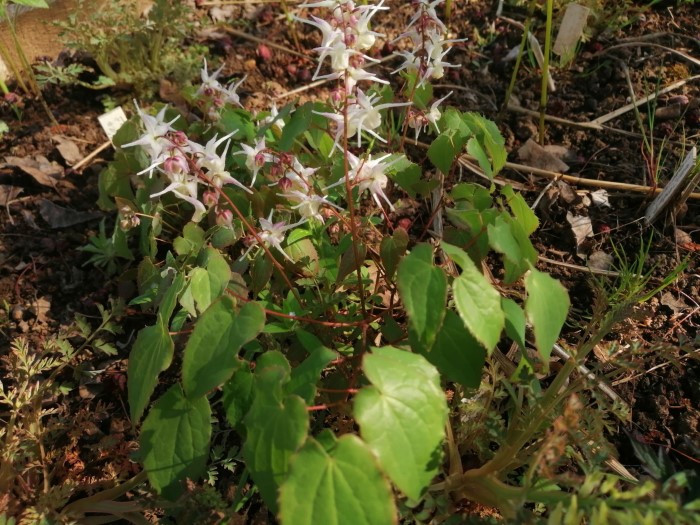 Горянка гибридная