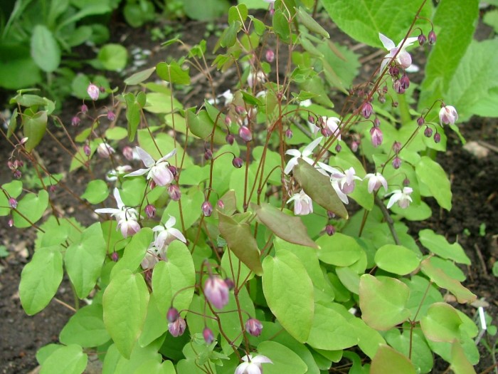 Горянка розовая