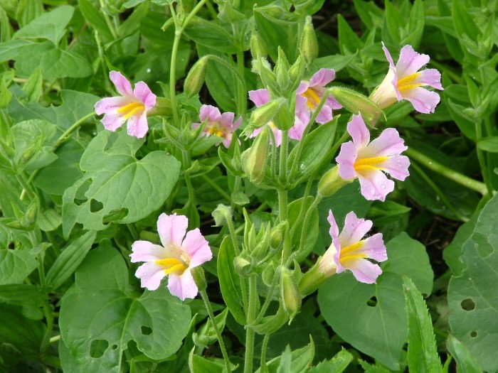 Губастик Льюиса