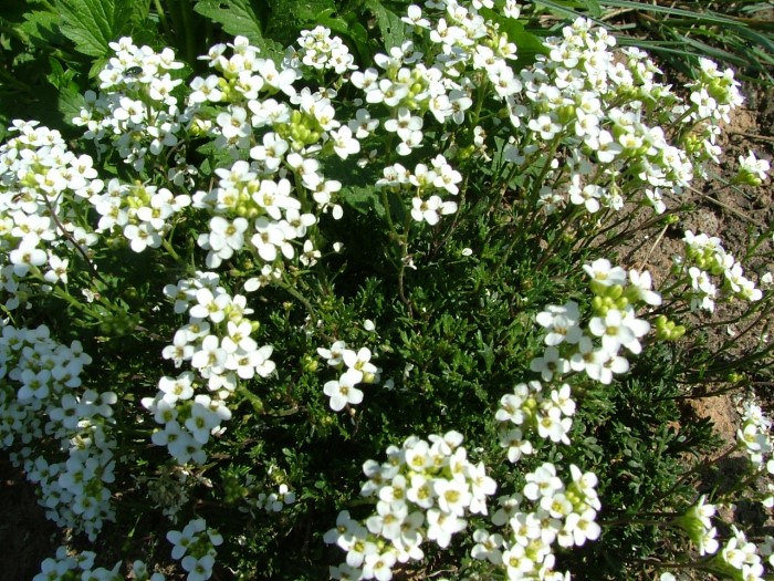 Гутчинзия (Двусемянник) альпийская