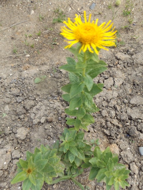 Девясил крупноцветковый