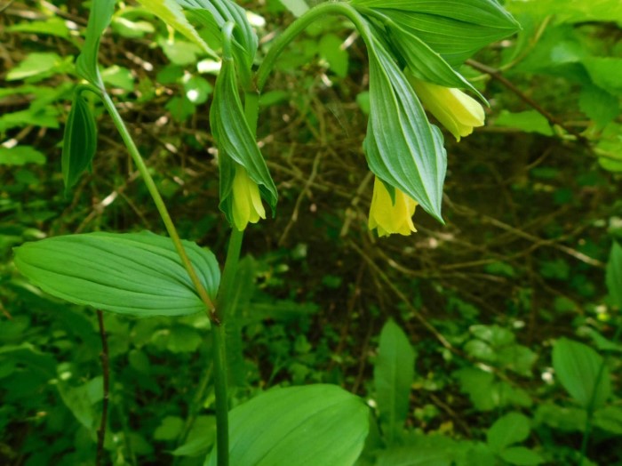 Диспорум жёлтый