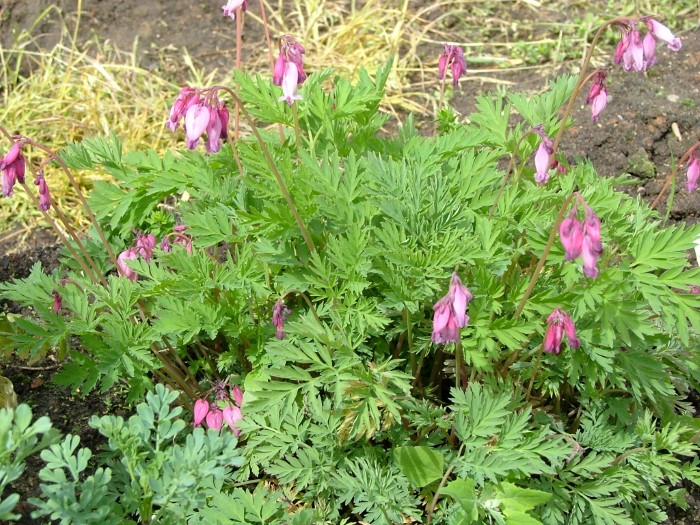 Дицентра превосходная