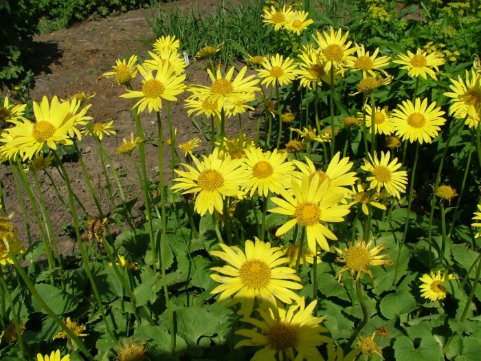 Дороникум восточный