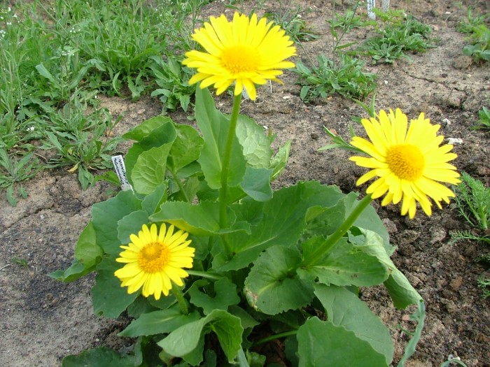 Дороникум Колюмны