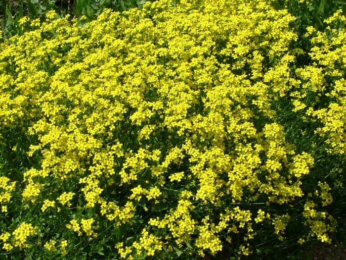 Драба (Крупка) сибирская