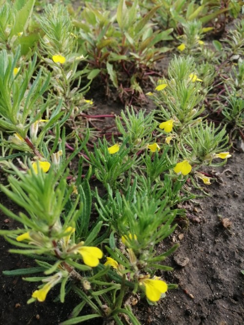 Живучка псевдохиотская