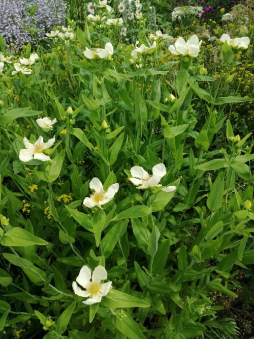 Зверобой большой "Albiflora"