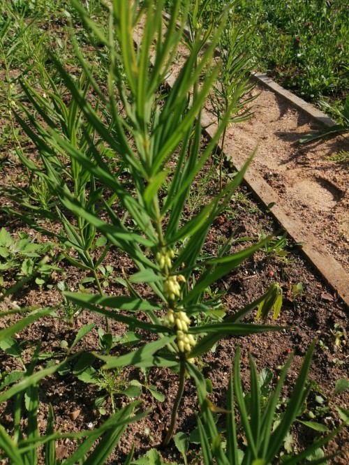 Купена мутовчатая