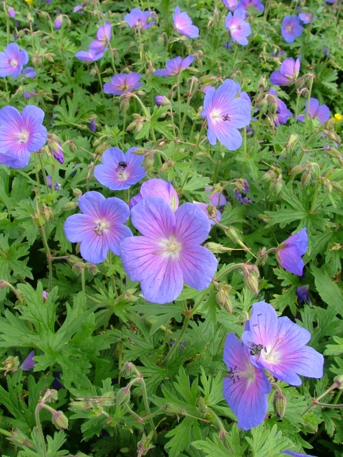 Герань Гравита