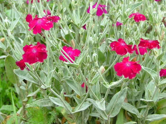 Лихнис корончатый