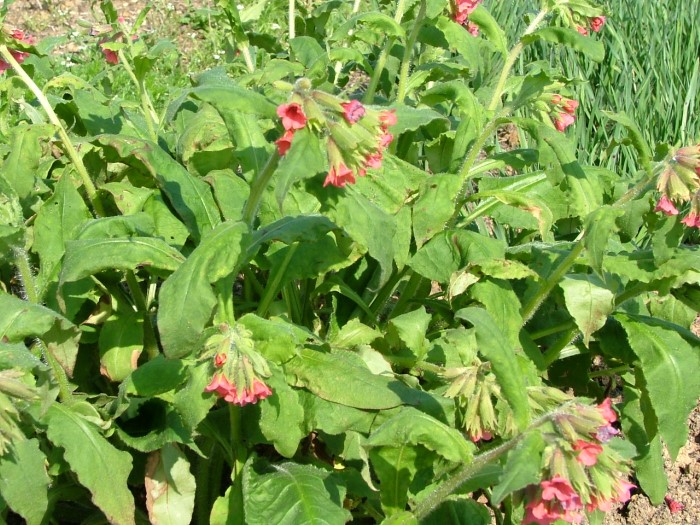 Медуница красная